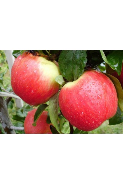 Яблука літнього сорту Пірос